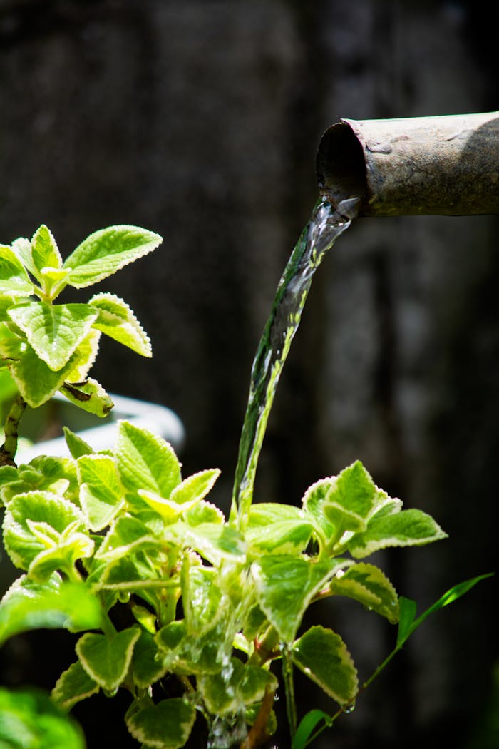 services-03 Close-up of fresh water pouring onto vibrant green leaves from a bamboo pipe, emphasizing nature's purity.